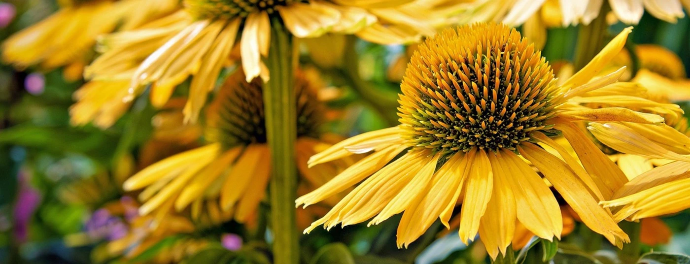 POTM - Echinacea (20% off) Plant of the Month - Echinacea